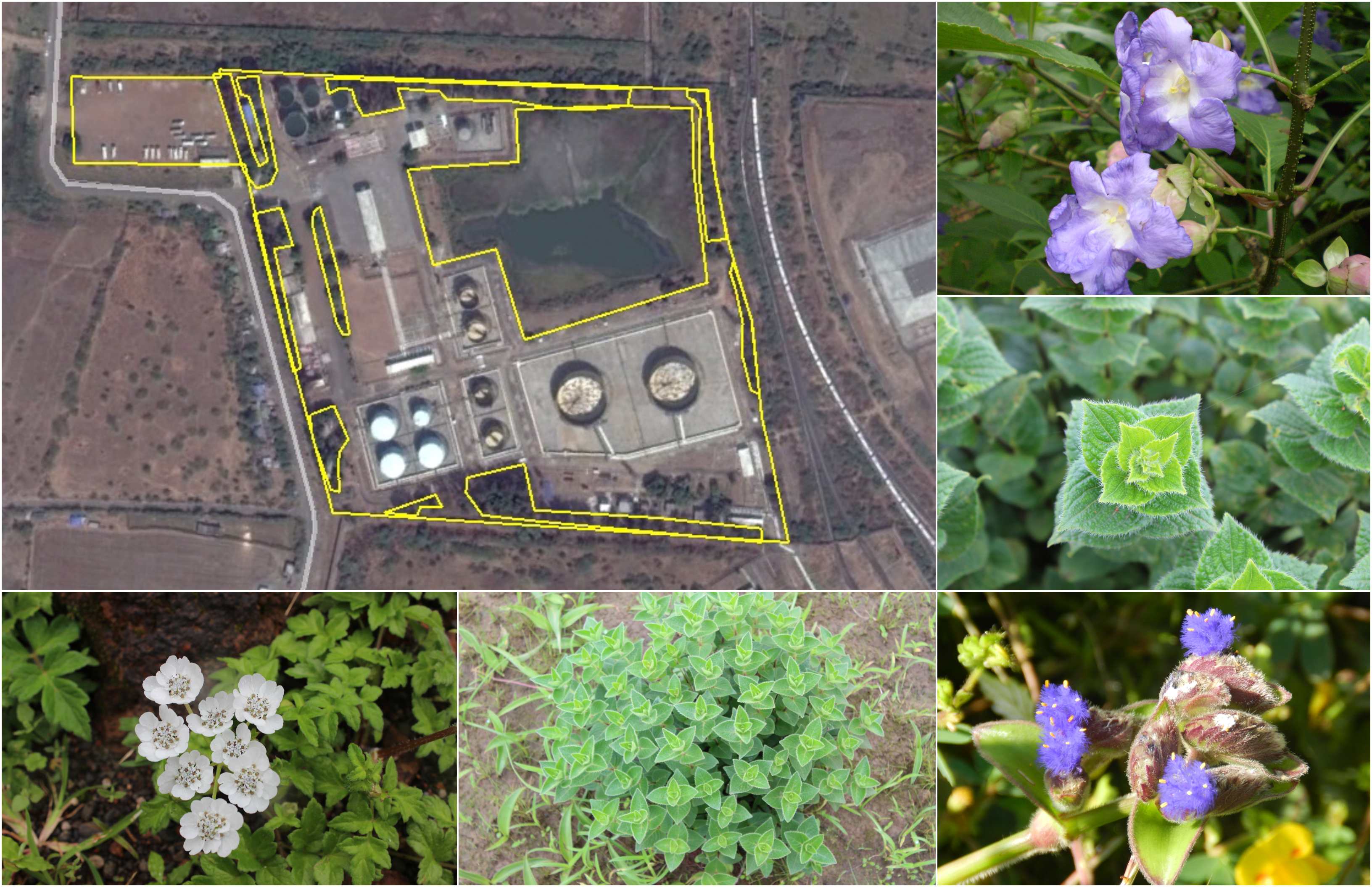 Greenbelt Assessment