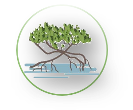 Mangrove Management