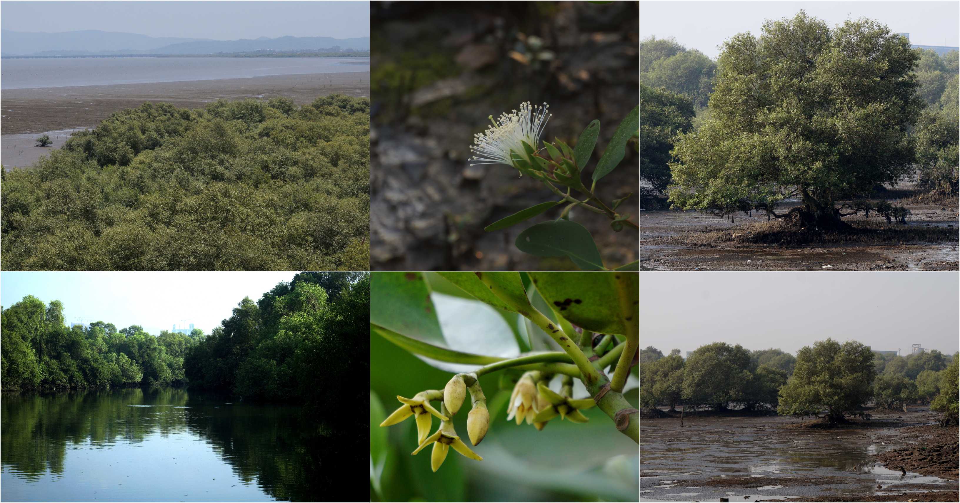 Mangrove Management