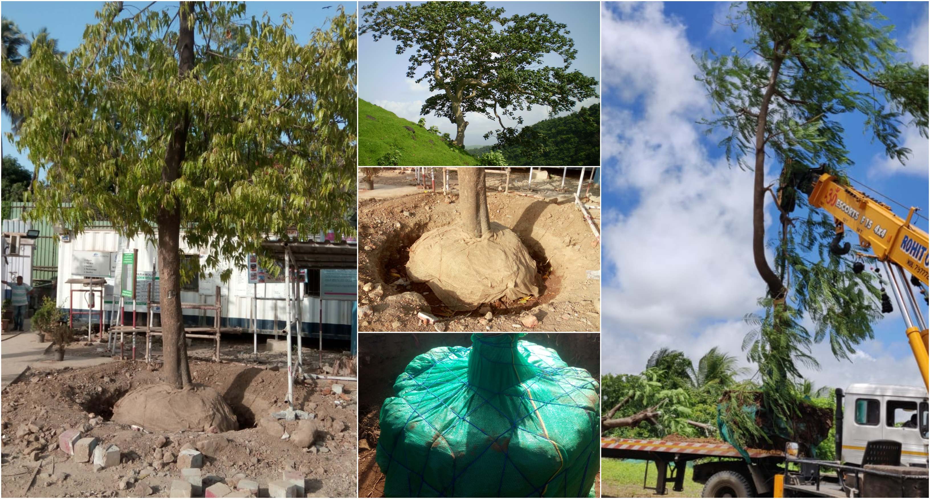 Tree Transplantation